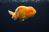 Baby Ranchu  Red White 3 Inch (ID#415R9c-21) Free2Day SHIPPING