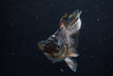 Juvenile Thai Oranda  Panda 4 Inch (ID#1220To12c-78) Free2Day SHIPPING