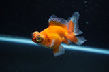 Butterfly  Red White 3.5 Inch (ID#307B8b-43) Free2Day SHIPPING