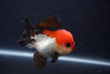 Short Body Thai Oranda  Tricolor 3.5 Inch (ID#1227T14b-98) Free2Day SHIPPING