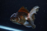 Juvenile Thai Oranda  Panda 4 Inch (ID#1220To12c-78) Free2Day SHIPPING