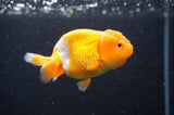 Baby Ranchu  Red White 3 Inch (ID#415R9c-21) Free2Day SHIPPING