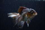 Juvenile Thai Oranda  Panda 4 Inch (ID#1220To12c-78) Free2Day SHIPPING