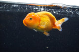 Baby Ranchu  Red White 3 Inch (ID#415R9c-21) Free2Day SHIPPING