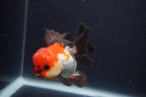 Short Body Thai Oranda  Tricolor 3.5 Inch (ID#1227T14b-98) Free2Day SHIPPING