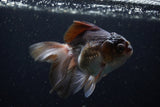 Juvenile Thai Oranda  Panda 4 Inch (ID#1220To12c-78) Free2Day SHIPPING