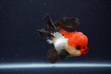 Short Body Thai Oranda  Tricolor 3.5 Inch (ID#1227T14b-98) Free2Day SHIPPING