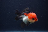 Short Body Thai Oranda  Tricolor 3.5 Inch (ID#1227T14b-98) Free2Day SHIPPING