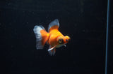 Butterfly  Red White 3.5 Inch (ID#307B8b-43) Free2Day SHIPPING