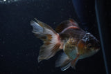 Juvenile Thai Oranda  Panda 4 Inch (ID#1220To12c-78) Free2Day SHIPPING