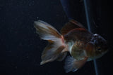 Juvenile Thai Oranda  Panda 4 Inch (ID#1220To12c-78) Free2Day SHIPPING