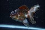 Juvenile Thai Oranda  Panda 4 Inch (ID#1220To12c-78) Free2Day SHIPPING