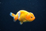 Baby Ranchu  Red White 3 Inch (ID#415R9c-21) Free2Day SHIPPING