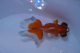 Butterfly  Red White 3.5 Inch (ID#307B8b-43) Free2Day SHIPPING