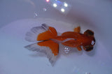 Butterfly  Red White 3.5 Inch (ID#307B8b-43) Free2Day SHIPPING