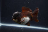 Short Body Thai Oranda  Panda 4 Inch (ID#1231To14b-91) Free2Day SHIPPING