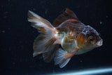 Juvenile Thai Oranda  Panda 4 Inch (ID#1220To12c-78) Free2Day SHIPPING