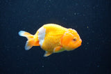 Baby Ranchu  Red White 3 Inch (ID#415R9c-21) Free2Day SHIPPING