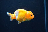 Baby Ranchu  Red White 3 Inch (ID#415R9c-21) Free2Day SHIPPING