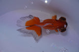 Butterfly  Red White 3.5 Inch (ID#307B8b-43) Free2Day SHIPPING