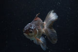 Juvenile Thai Oranda  Panda 4 Inch (ID#1220To12c-78) Free2Day SHIPPING