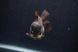 Short Body Thai Oranda  Panda 4 Inch (ID#1231To14b-91) Free2Day SHIPPING