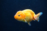 Baby Ranchu  Red White 3 Inch (ID#415R9c-21) Free2Day SHIPPING