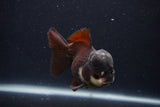 Short Body Thai Oranda  Panda 4 Inch (ID#1231To14b-91) Free2Day SHIPPING