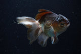 Juvenile Thai Oranda  Panda 4 Inch (ID#1220To12c-78) Free2Day SHIPPING