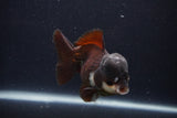 Short Body Thai Oranda  Panda 4 Inch (ID#1231To14b-91) Free2Day SHIPPING