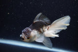 Juvenile Thai Oranda  Panda 3.5 Inch (ID#1224To12c-68) Free2Day SHIPPING