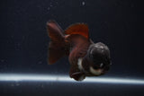 Short Body Thai Oranda  Panda 4 Inch (ID#1231To14b-91) Free2Day SHIPPING