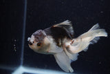 Juvenile Thai Oranda  Panda 3.5 Inch (ID#1224To12c-68) Free2Day SHIPPING