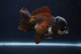 Short Body Thai Oranda  Panda 4 Inch (ID#1231To14b-91) Free2Day SHIPPING