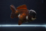 Short Body Thai Oranda  Panda 4 Inch (ID#1231To14b-91) Free2Day SHIPPING