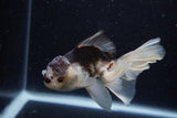 Juvenile Thai Oranda  Panda 3.5 Inch (ID#1224To12c-68) Free2Day SHIPPING