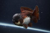 Short Body Thai Oranda  Panda 4 Inch (ID#1231To14b-91) Free2Day SHIPPING