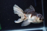 Juvenile Thai Oranda  Panda 3.5 Inch (ID#1224To12c-68) Free2Day SHIPPING