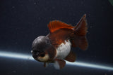 Short Body Thai Oranda  Panda 4 Inch (ID#1231To14b-91) Free2Day SHIPPING