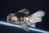 Juvenile Thai Oranda  Panda 3.5 Inch (ID#1224To12c-68) Free2Day SHIPPING