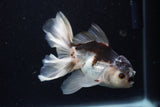 Juvenile Thai Oranda  Panda 3.5 Inch (ID#1224To12c-68) Free2Day SHIPPING