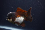 Short Body Thai Oranda  Panda 4 Inch (ID#1231To14b-91) Free2Day SHIPPING