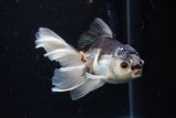 Juvenile Thai Oranda  Panda 3.5 Inch (ID#1224To12c-68) Free2Day SHIPPING