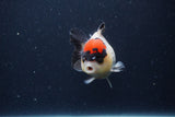 Short Body Thai Oranda  Tricolor 4 Inch (ID#1227T14b-99) Free2Day SHIPPING