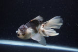 Juvenile Thai Oranda  Panda 3.5 Inch (ID#1224To12c-68) Free2Day SHIPPING