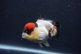 Short Body Thai Oranda  Tricolor 4 Inch (ID#1227T14b-99) Free2Day SHIPPING