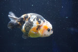 Milk Cow Ranchu  Calico 4 Inch (ID#1018R9a-63) Free2Day SHIPPING