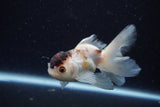 Juvenile Thai Oranda  Tricolor 4 Inch (ID#1224To12c-69) Free2Day SHIPPING