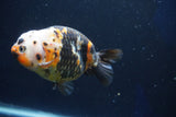 Milk Cow Ranchu  Calico 4 Inch (ID#1018R9a-63) Free2Day SHIPPING