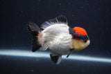 Short Body Thai Oranda  Tricolor 4 Inch (ID#1227T14b-99) Free2Day SHIPPING